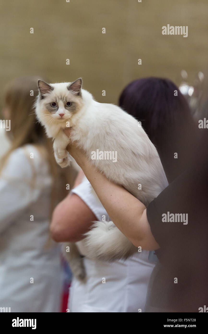 Tamworth, Staffordshire. 07th Nov, 2015. Saturday 7th November 2015 The final judgement