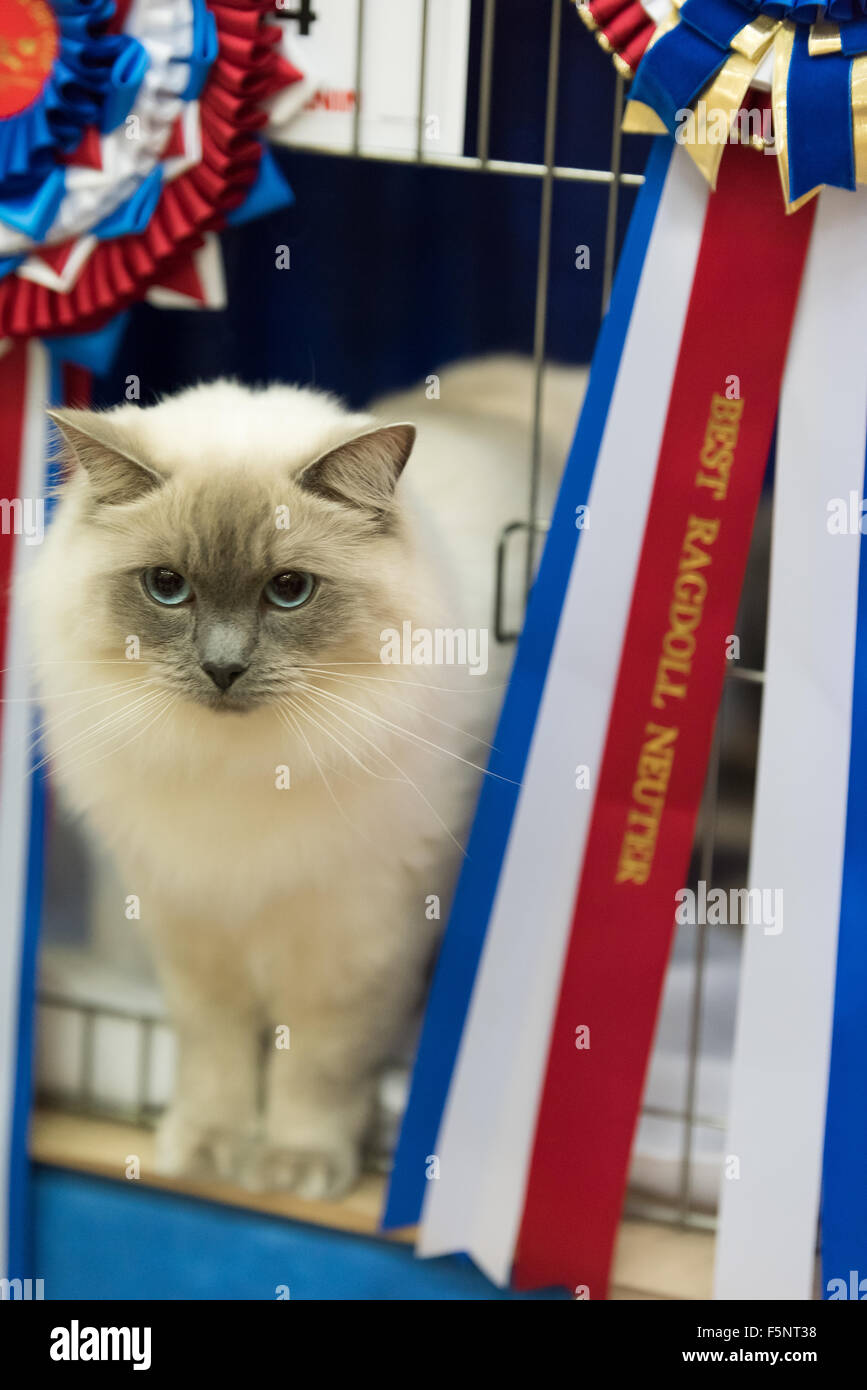 Tamworth, Staffordshire. 07th Nov, 2015. Saturday 7th November 2015 Overall winner of the Best at Show at  The British Ragdoll Cat Club 14th Championship Show held at Wilnecote Leisure Centre Tamworth Credit:  David Holbrook/Alamy Live News Stock Photo