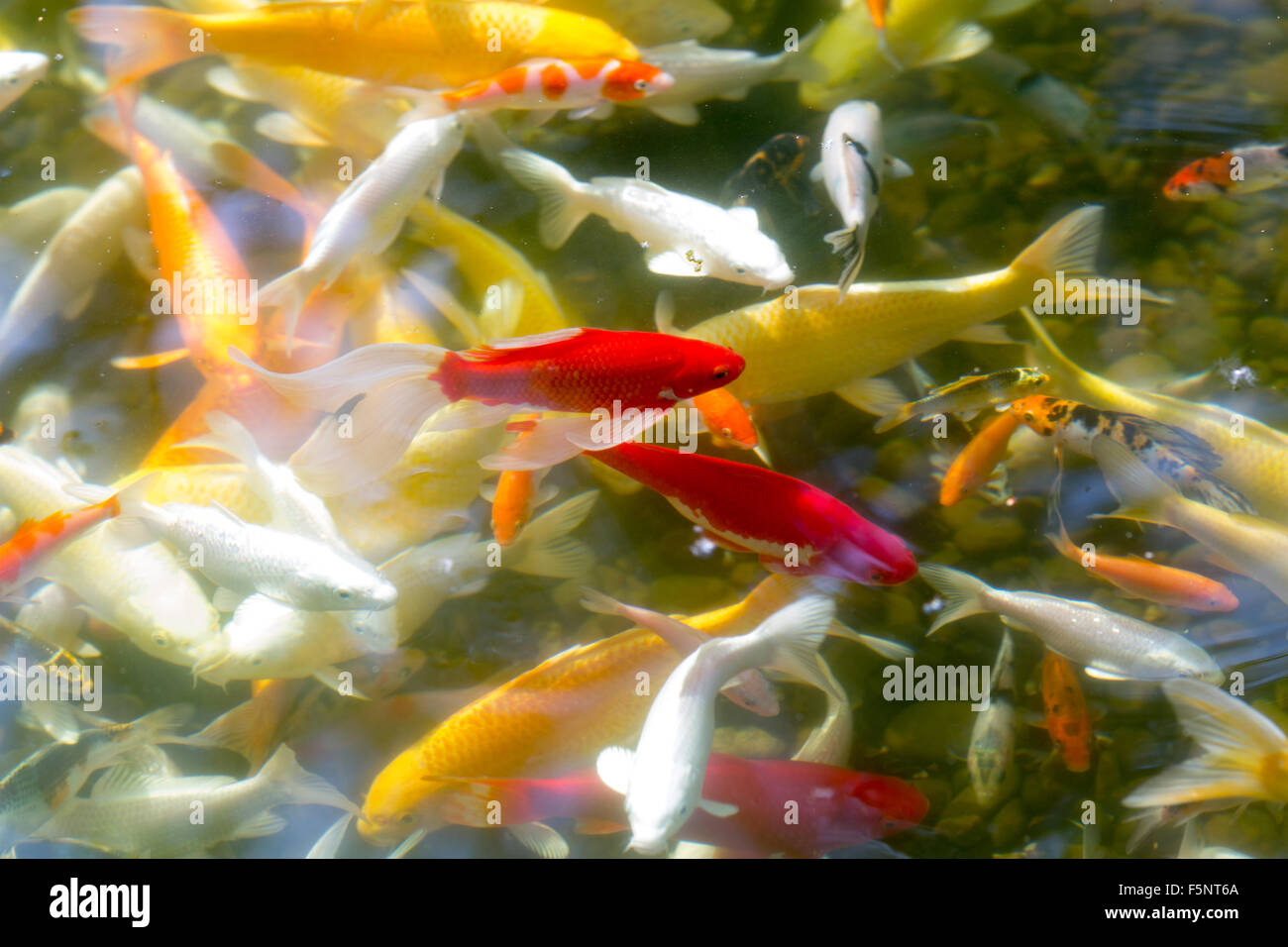 Prosperity koi fishes in pond Stock Photo