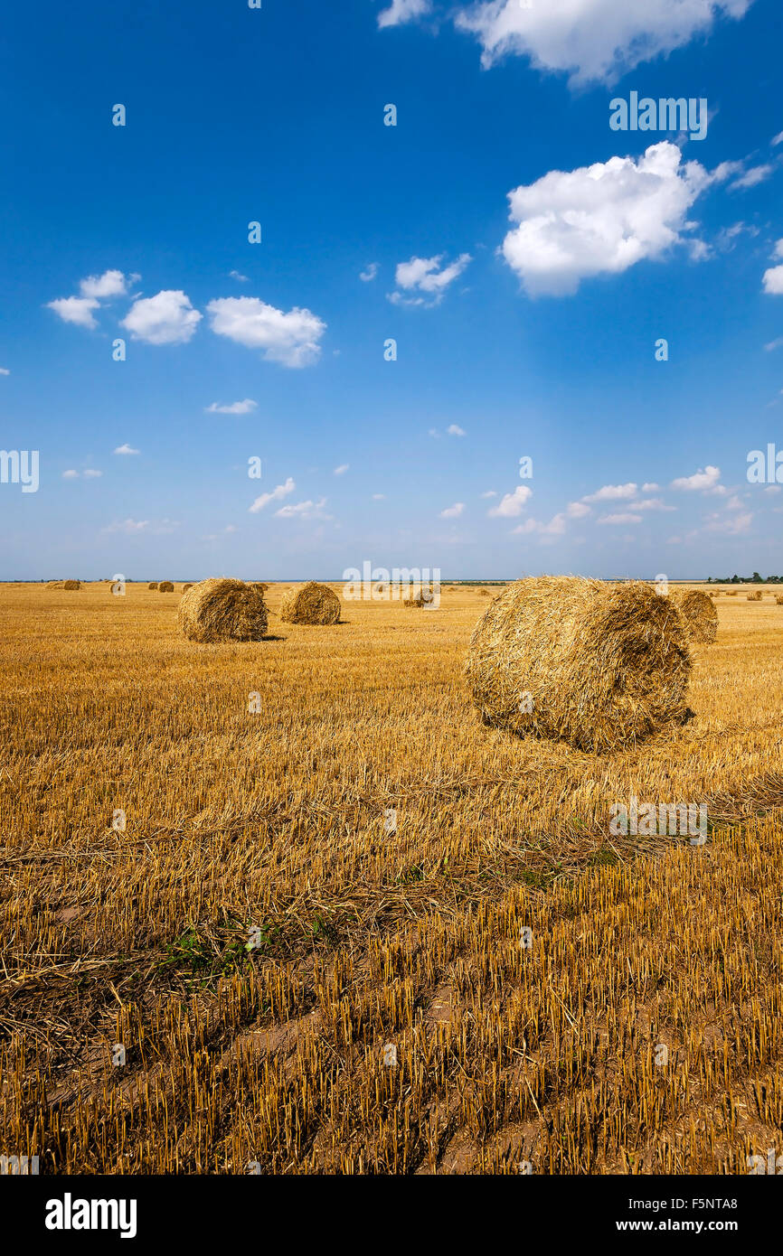 field after harvesting Stock Photo - Alamy
