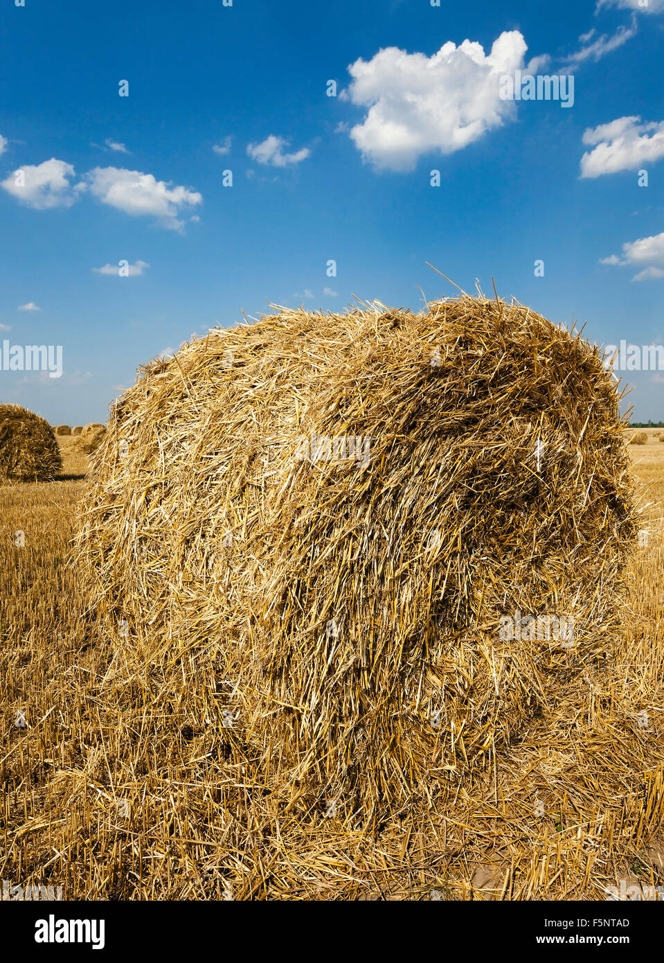 after harvesting cereal Stock Photo Alamy