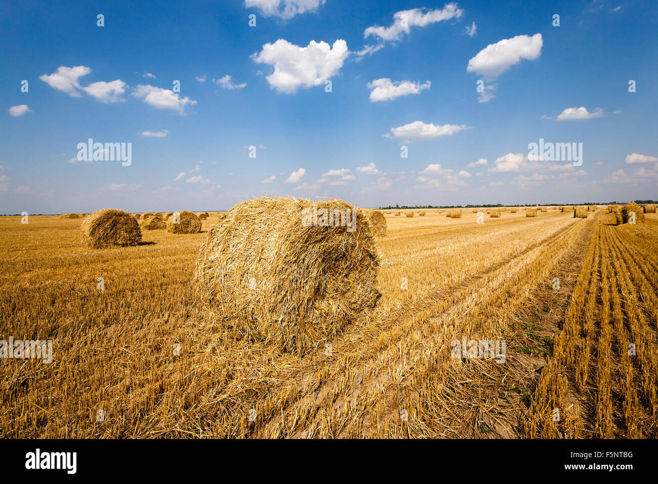 field after harvesting cereal Stock Photo - Alamy