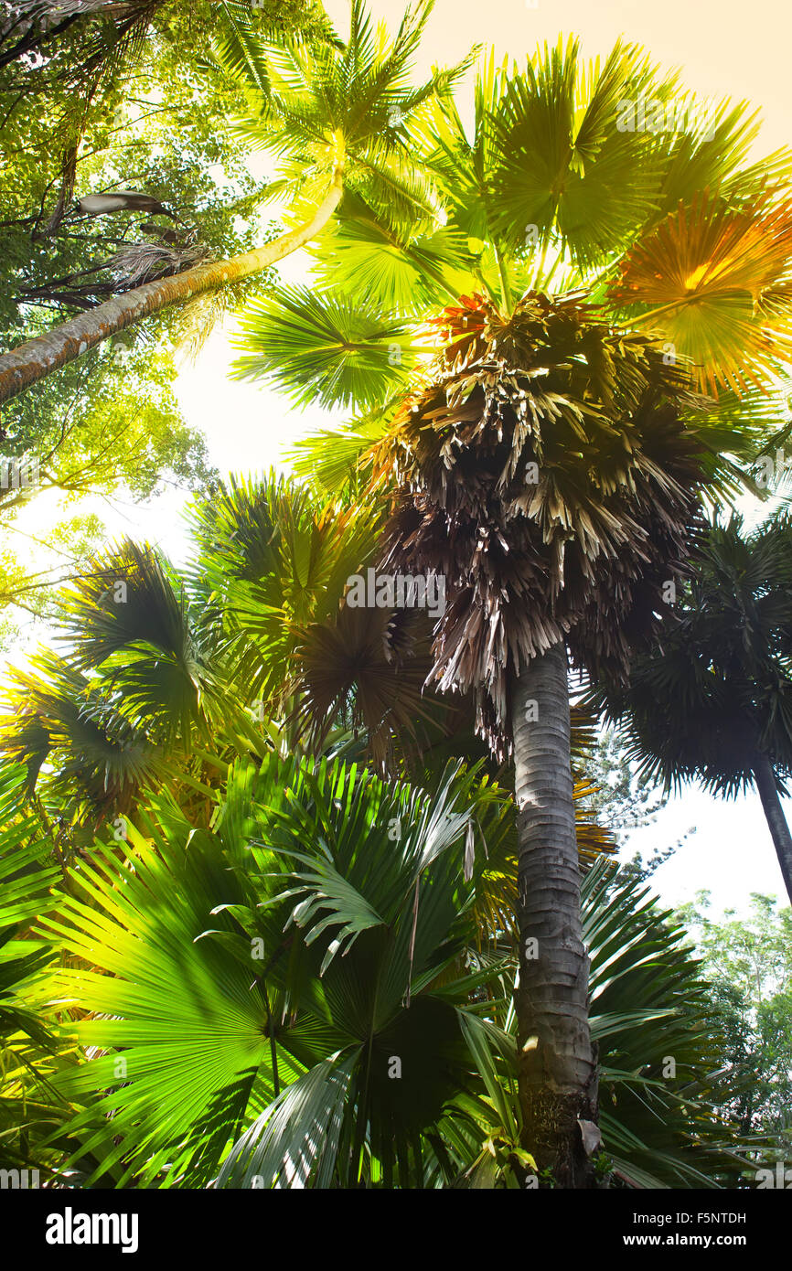 Equatorial climate hi-res stock photography and images - Alamy