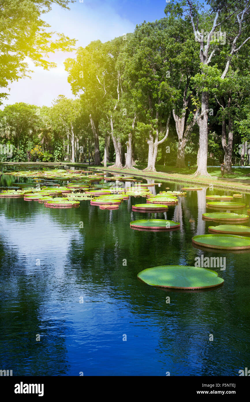 The lake in park with Victoria amazonica, Victoria regia. Mauritius. Stock Photo