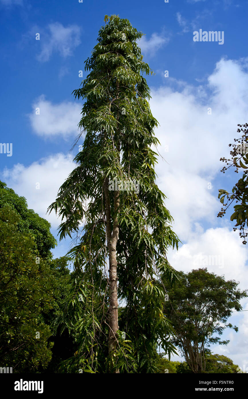 Trees of tropical climate. Mauritius Stock Photo
