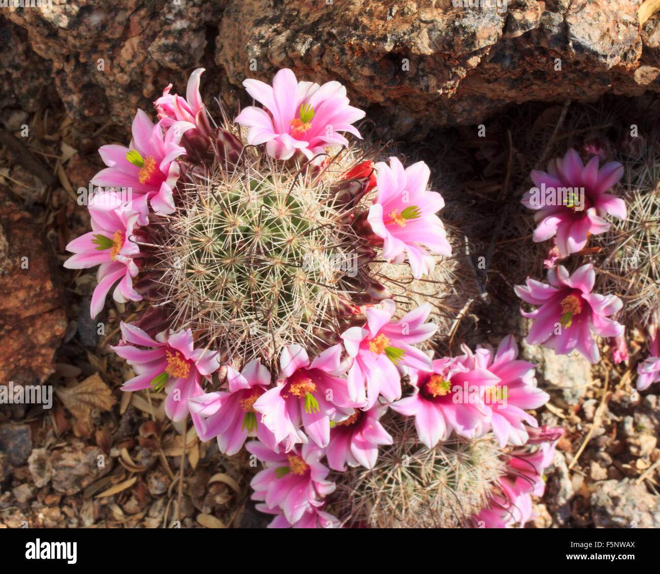 Ring of delicate pink flowers on fishhook pincushion cactus. Stock Photo