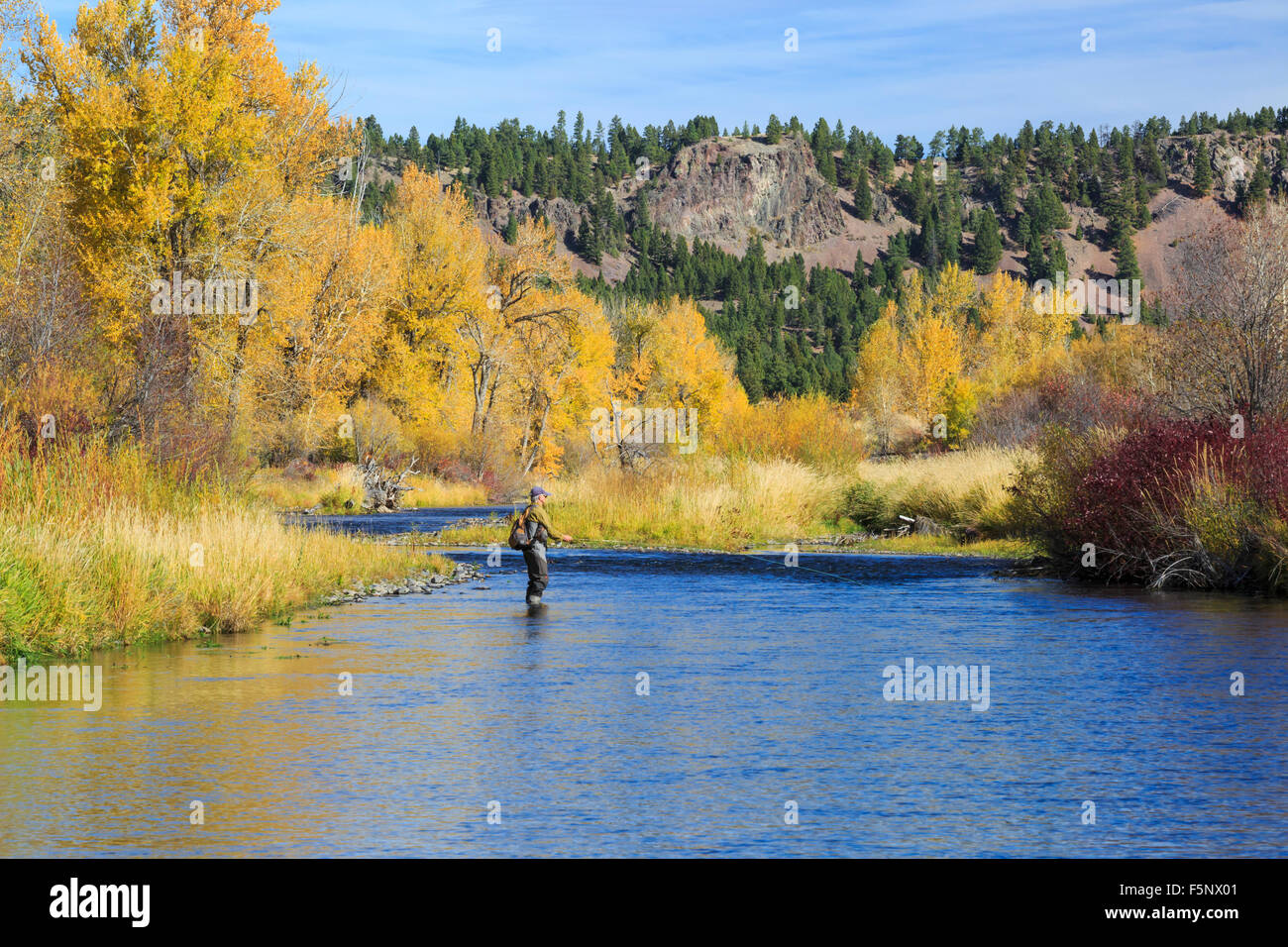 fisherman and fall colors along the little blackfoot river near avon, montana Stock Photo