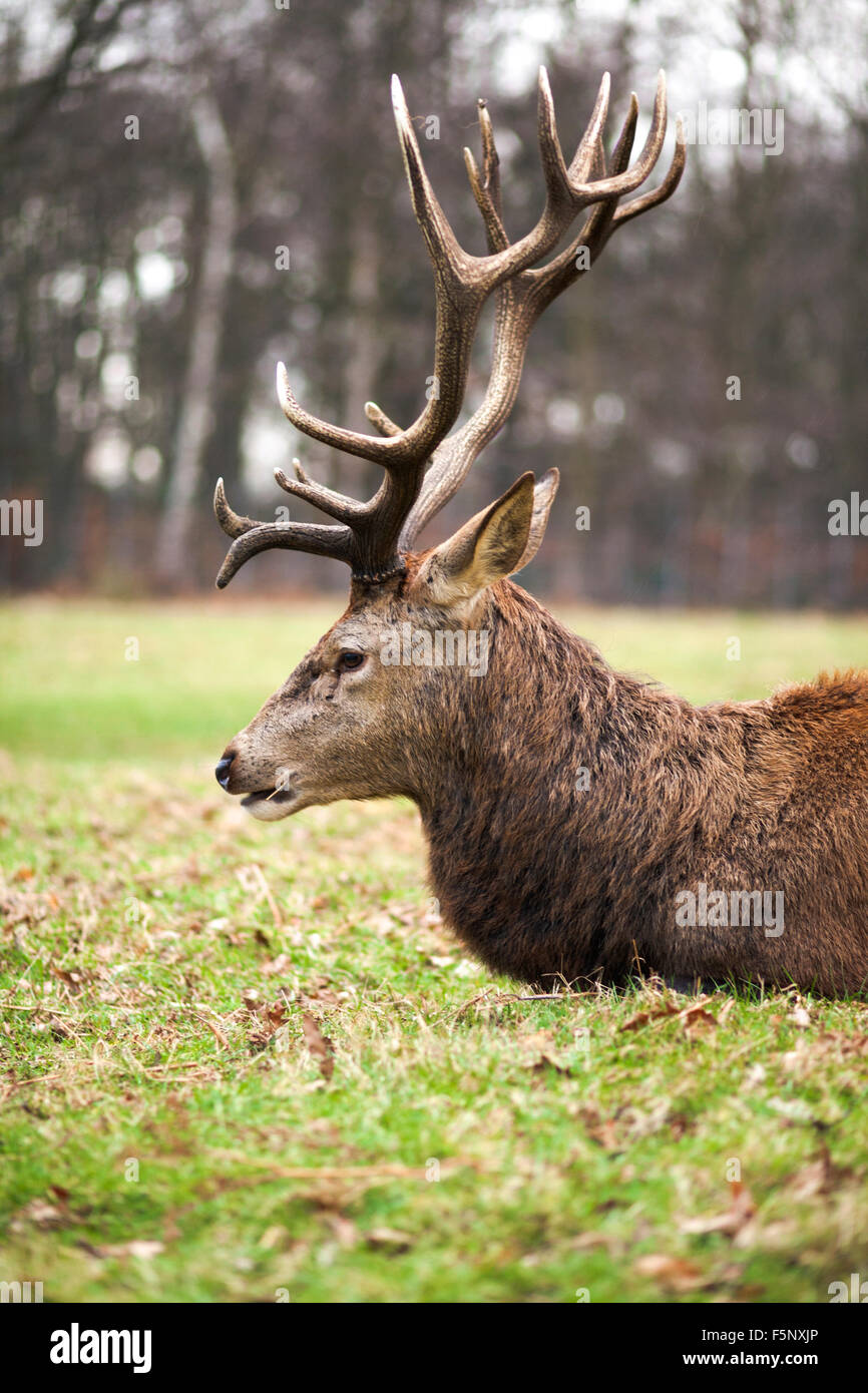 Red deer stag in Richmond Park during the rutting season Stock Photo