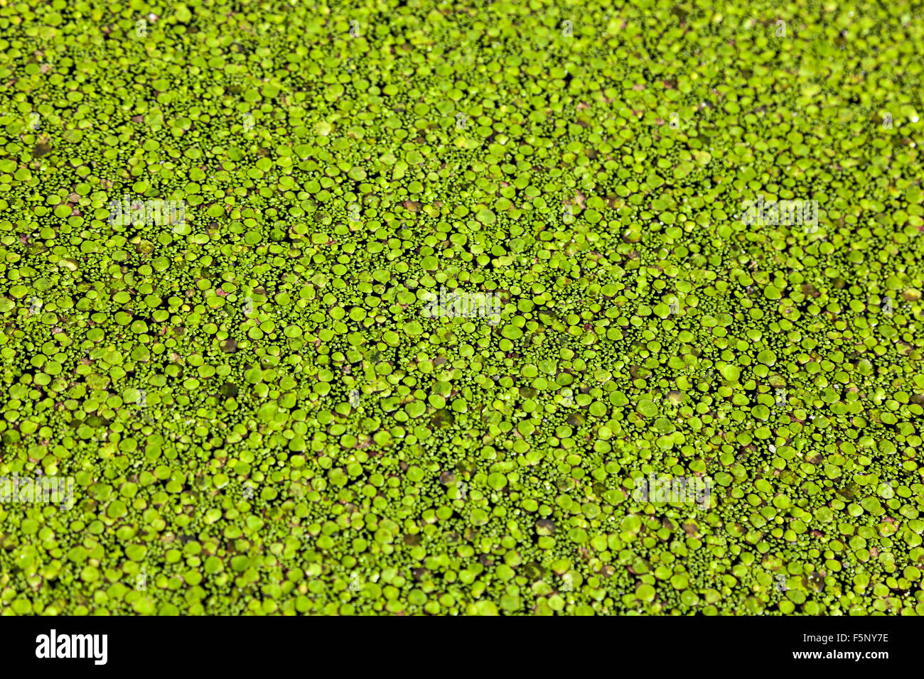Duckweed on water Stock Photo