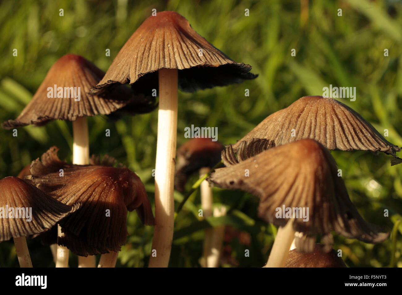 Brown fungi fungus mushrooms mycology brown cap white stem hi-res stock  photography and images - Alamy
