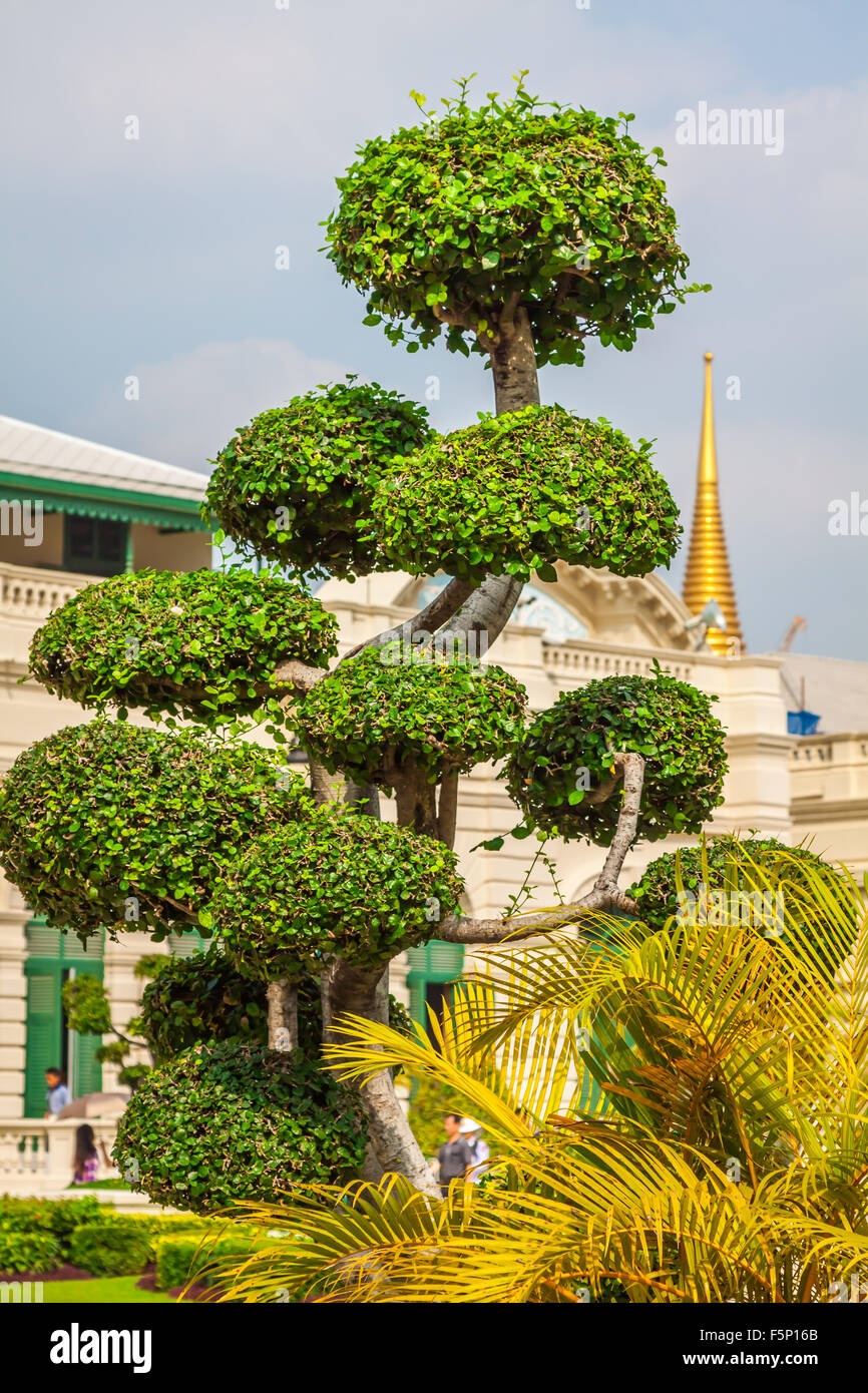 https://c8.alamy.com/comp/F5P16B/beautiful-shaped-tree-in-the-wat-phra-kaew-temple-bangkok-thailand-F5P16B.jpg