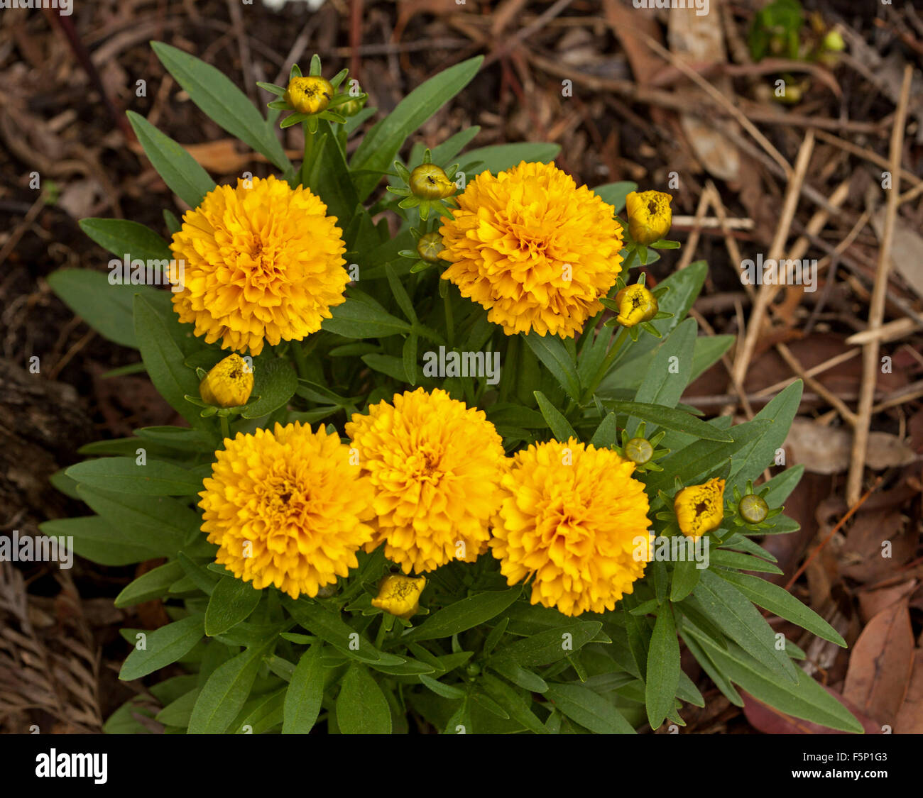 Cluster of bright yellow double flowers and emerald green leaves of Coreopsis 'Solana', perennial garden plant Stock Photo