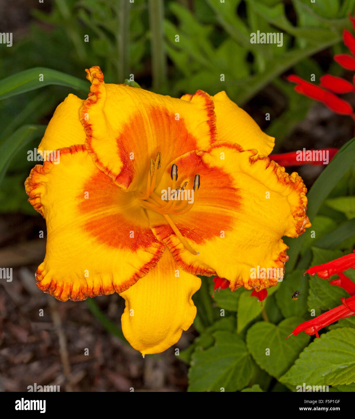 Stunning vivid deep yellow / orange flower of daylily 'Pumpkin Prince' with orange/red throat & red ruffled edges to petals on green background Stock Photo