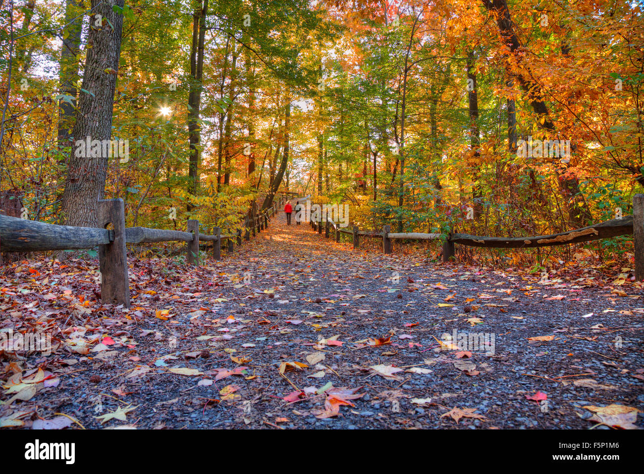 Forest Trail in Autumn. Fall foliage colors Stock Photo - Alamy