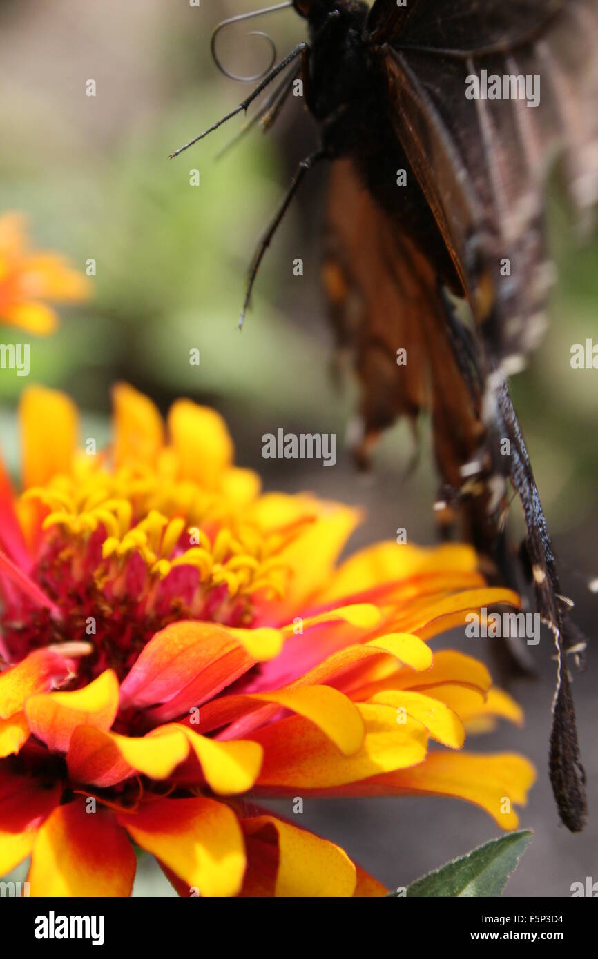 Butterfly flying above a zinnia. Stock Photo