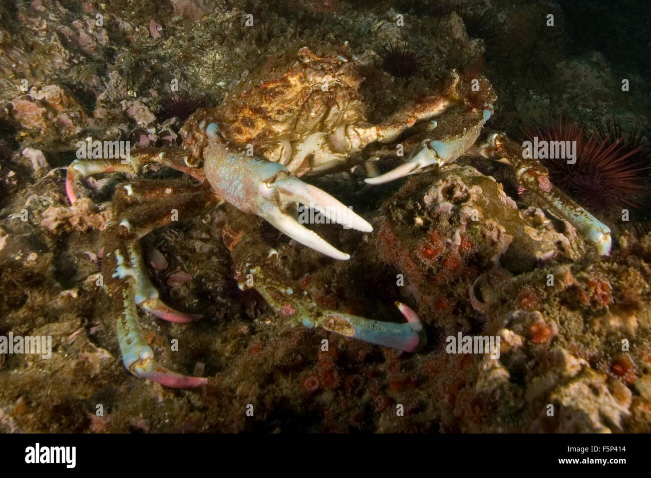 Crab underwater scuba diving at California island reef Stock Photo