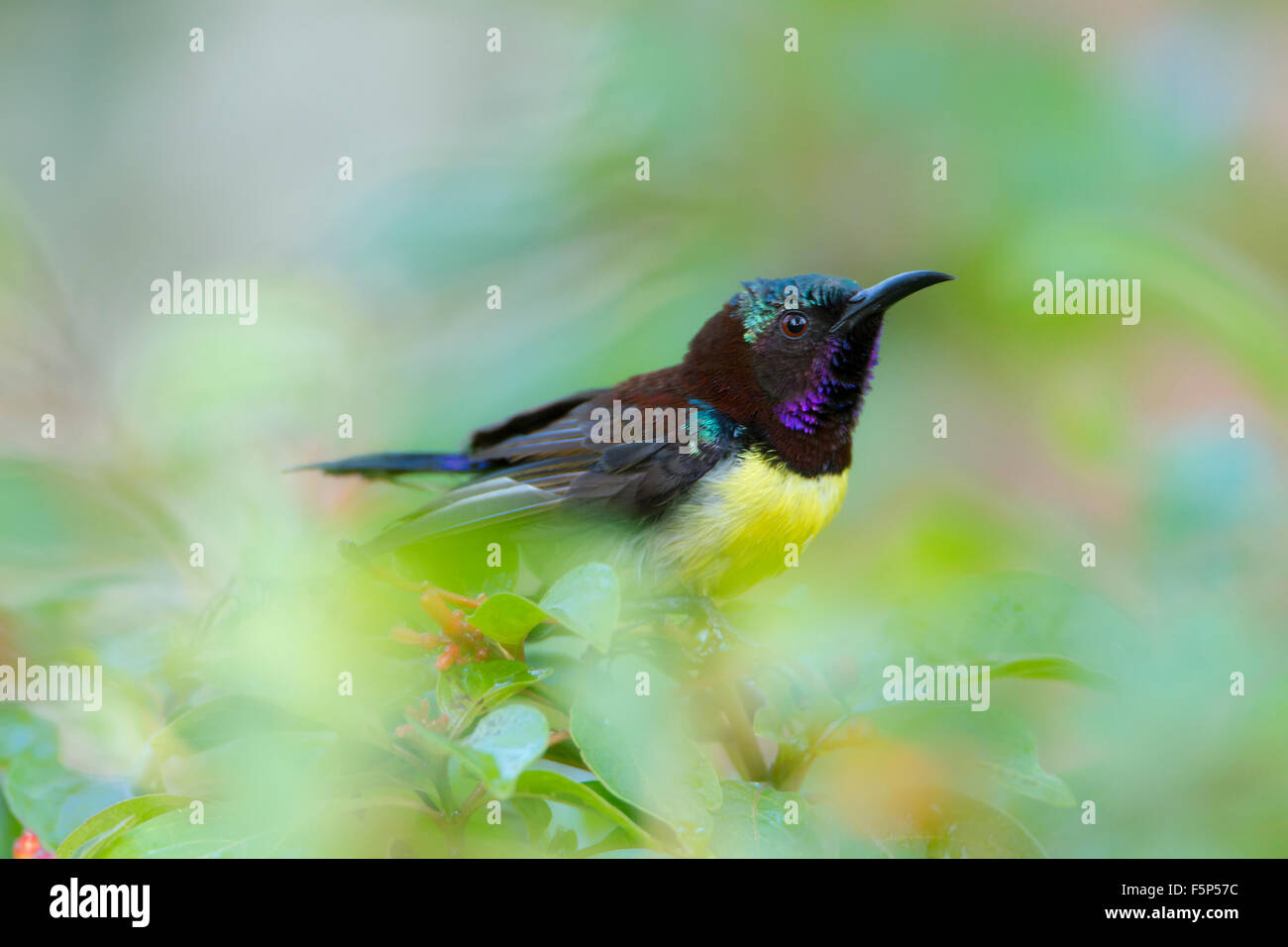 Purple-rumped sunbird specie Leptocoma zeylonica Stock Photo
