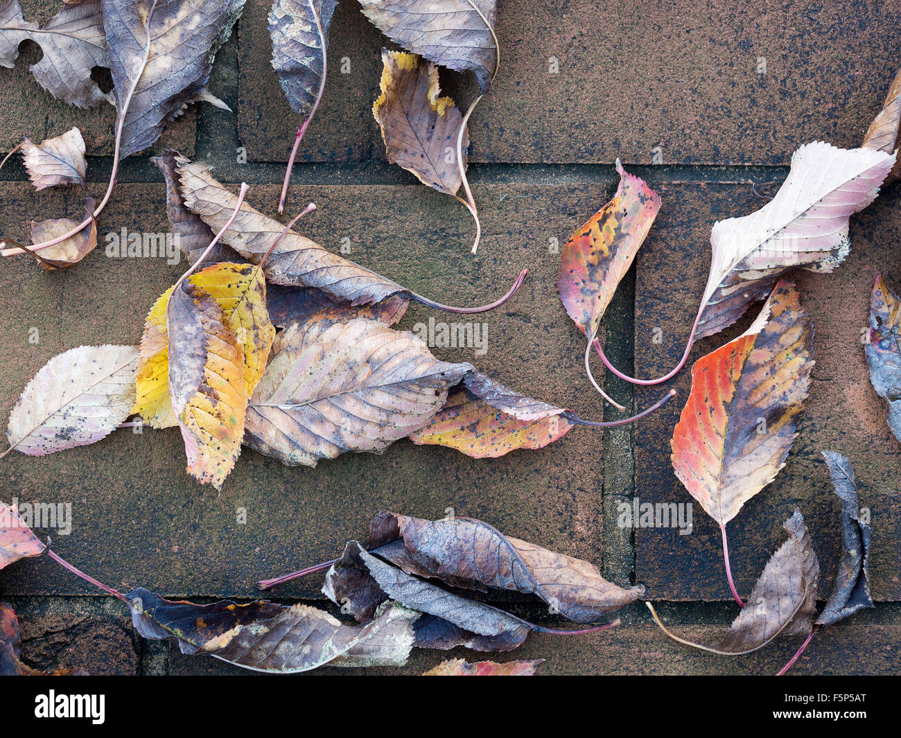Beautiful autumn leaves on rustic paving. From cherry tree Stock Photo