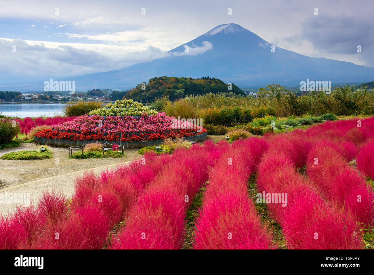 Fuji Mountain, Japan with kokia bushes at Oishi Park. Stock Photo