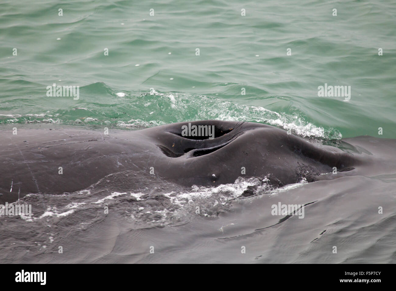 Whale blowholes hi-res stock photography and images - Alamy