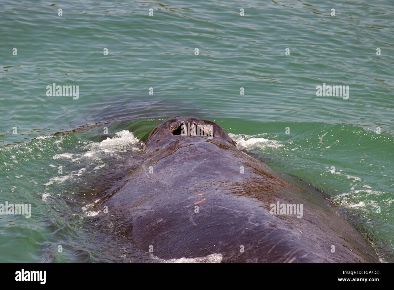 Whale blowholes hi-res stock photography and images - Alamy