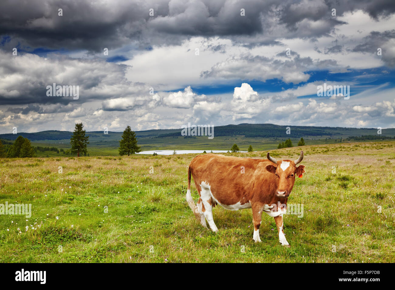 Mountain landscape with grazing cow Stock Photo
