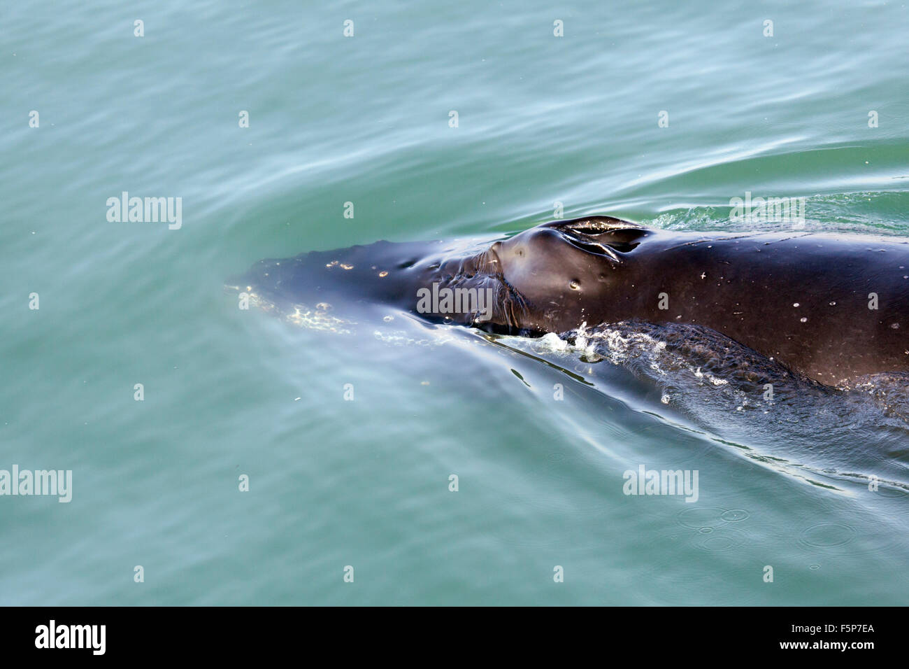 Humpback whale blowholes hi-res stock photography and images - Alamy