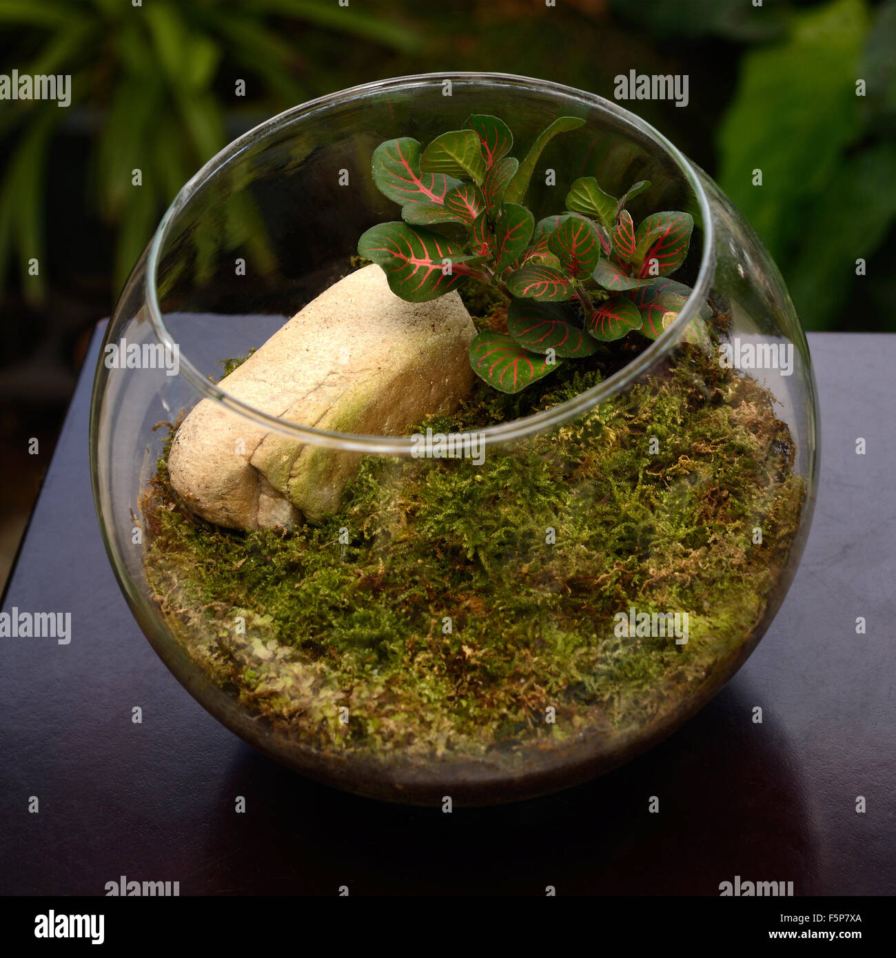 Terrarium, small garden in bottle, look so nice for home decoration. Stock Photo
