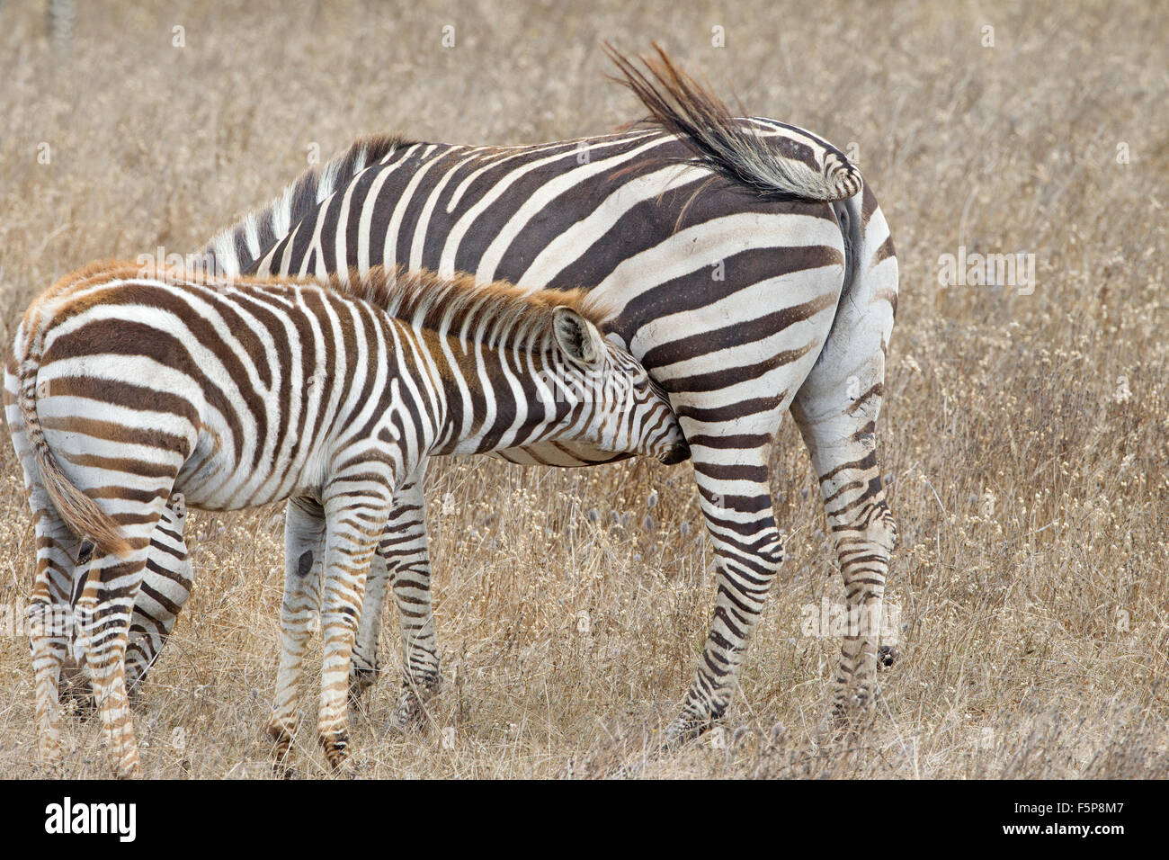 Zebra foal Nursing Stock Photo