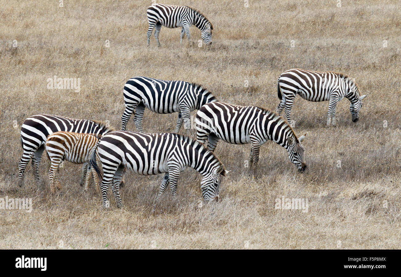 Zebras on Hearst Castle Land San Simeon California Stock Photo