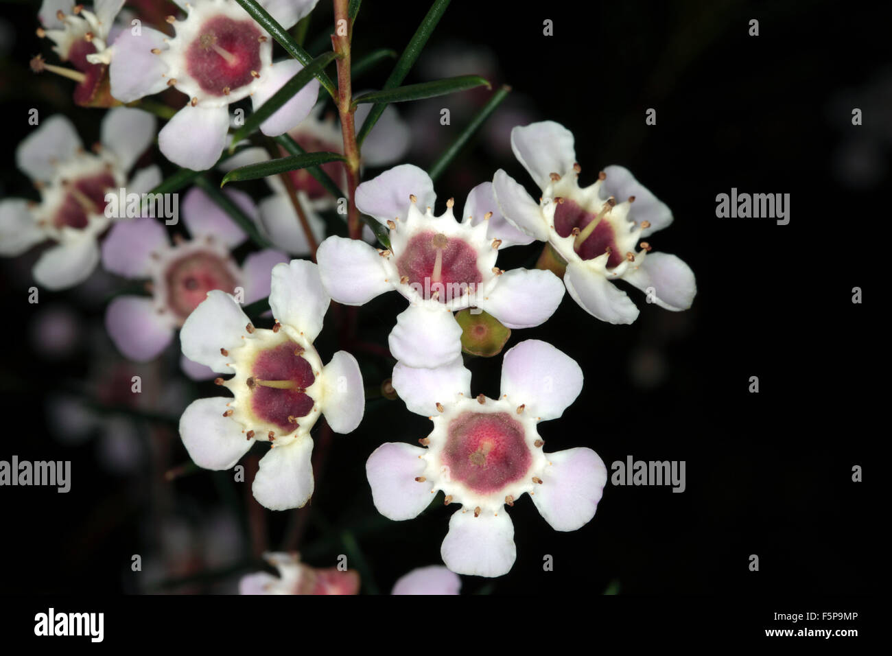 Close-up of Geraldton Wax flowers - Chamelaucium uncinata- Family Myrtaceae Stock Photo