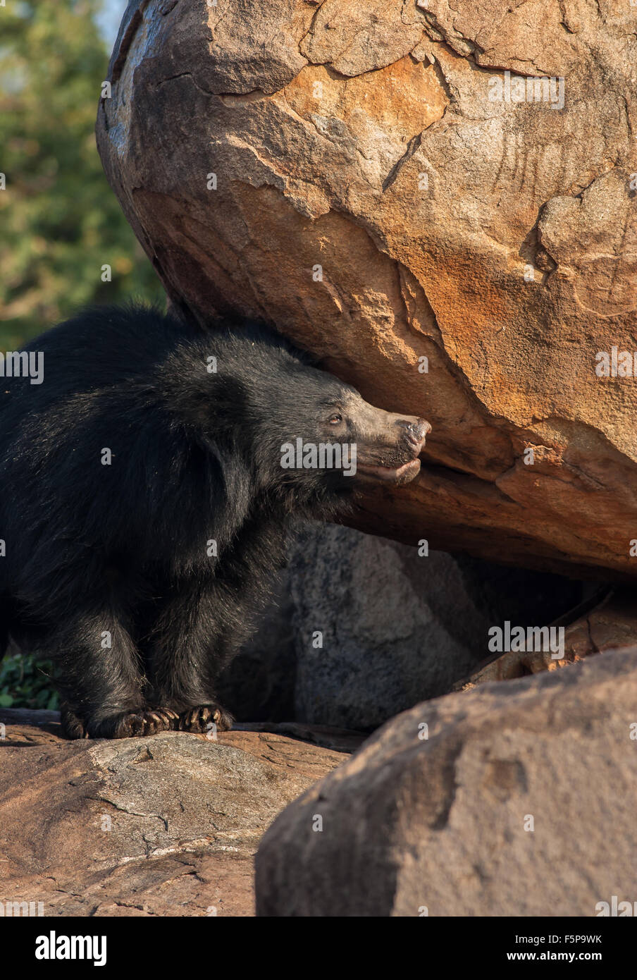Indian Sloth bear on rocks at Daroji bear sanctuary, Karnataka, india. Image with copy space Stock Photo