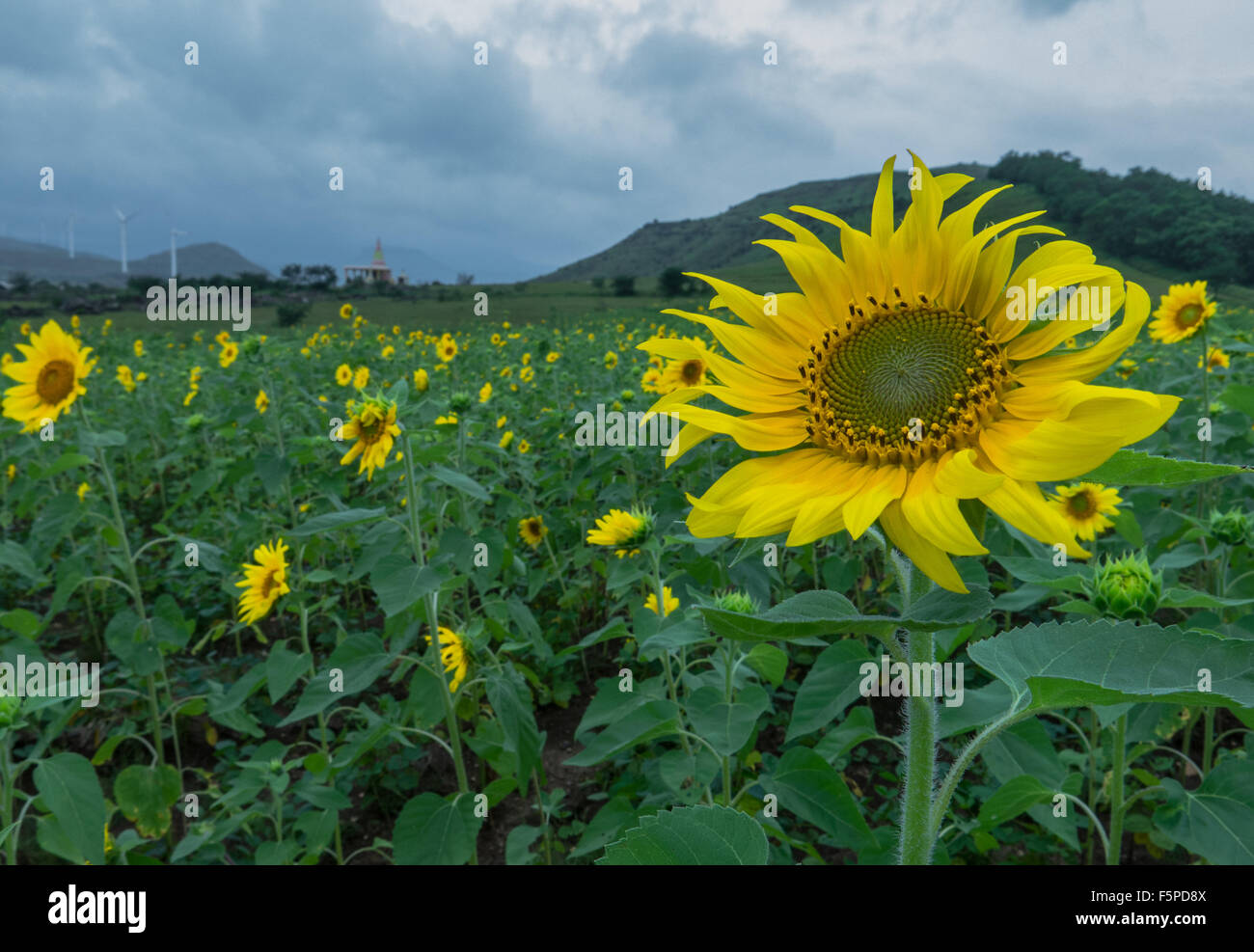Close up of sunflowers in a field with blue skies on the Mumbai Nasik