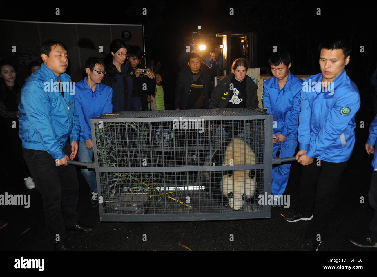 Chengdu. 8th Nov, 2015. Keepers carry the two-year-old giant panda Fu Bao to its residence at Dujiangyan base of the Giant Panda Protection and Research Center of China, southwest China's Sichuan Province, Nov. 7, 2015. The third cub of giant panda Longhui and Yangyang, Fubao, who was born at Schoenbrunn Zoo in Vienna on August 14, 2013, was sent back to the Dujiangyan base on Saturday night. Credit:  Xinhua/Alamy Live News Stock Photo