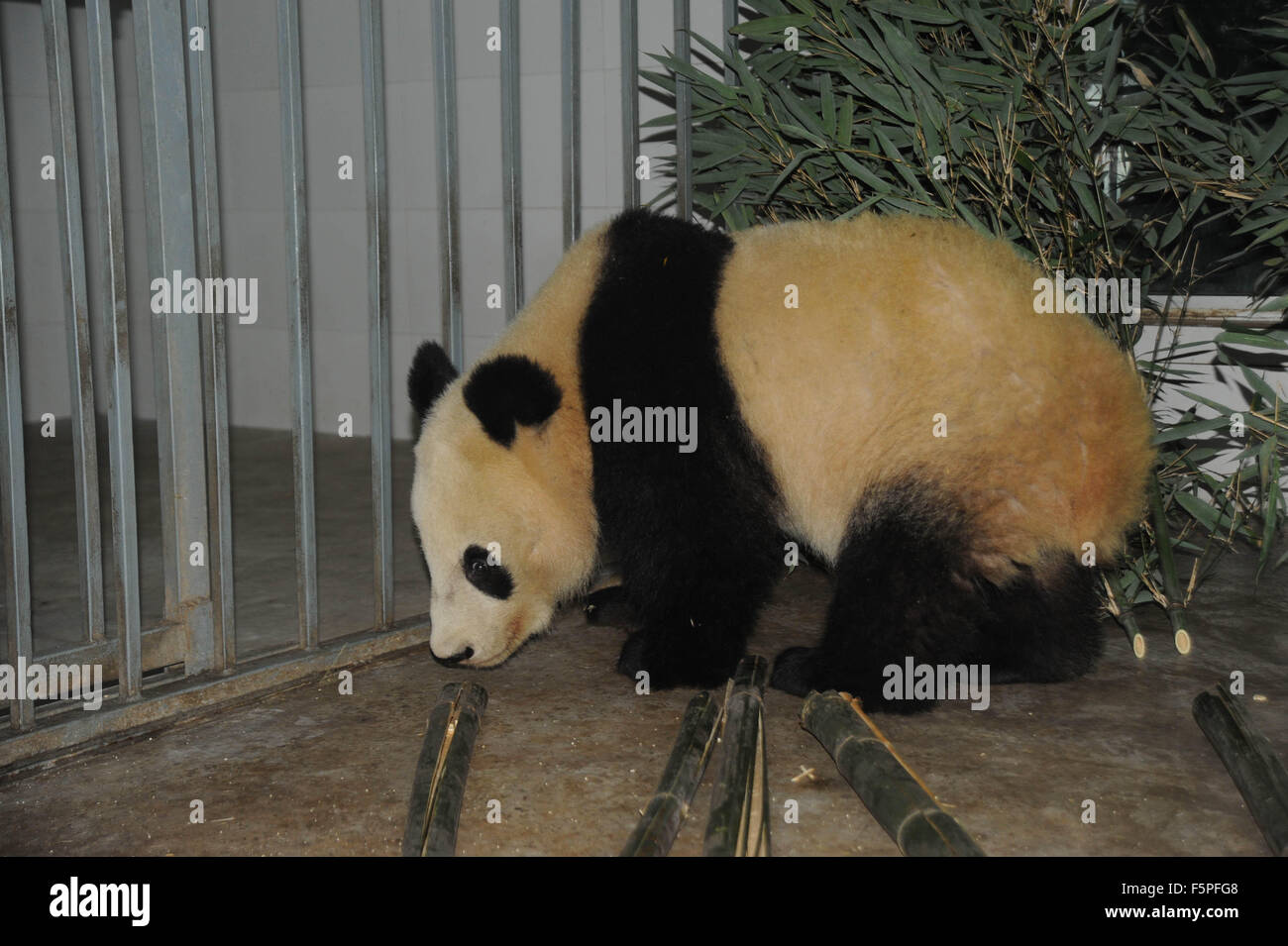 Chengdu. 8th Nov, 2015. Photo taken on Nov. 7, 2015 shows the two-year-old giant panda Fubao at Dujiangyan base of the Giant Panda Protection and Research Center of China, southwest China's Sichuan Province. The third cub of giant panda Longhui and Yangyang, Fubao, who was born at Schoenbrunn Zoo in Vienna on August 14, 2013, was sent back to the Dujiangyan base on Saturday night. Credit:  Xinhua/Alamy Live News Stock Photo