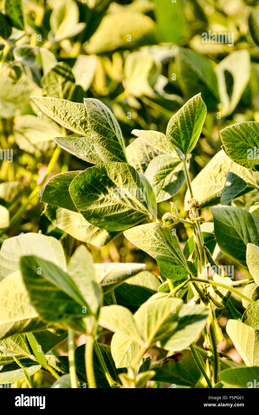 Soy Bean Plant Field Stock Photo Alamy