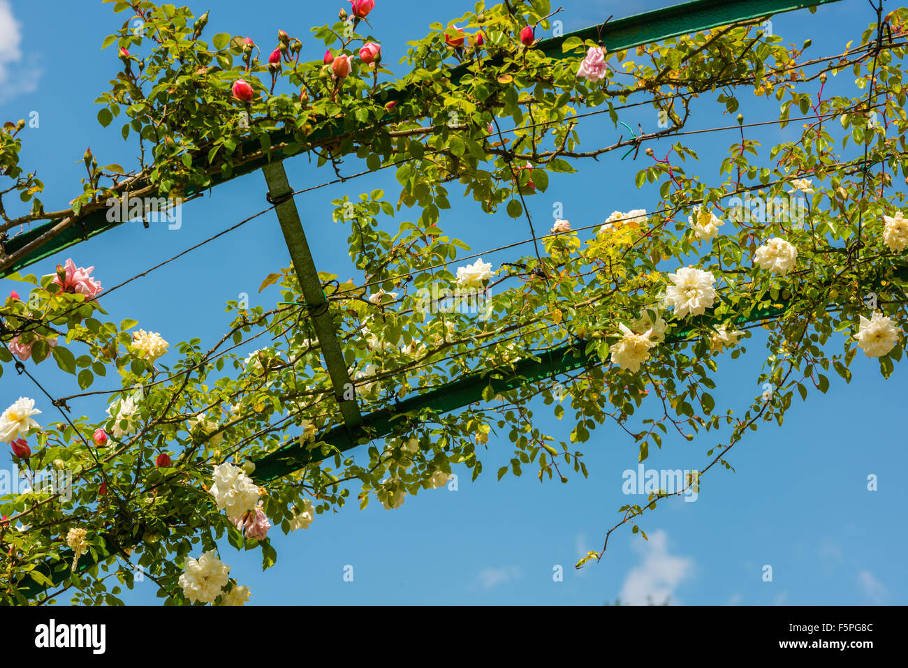 Bush of beautiful climbing roses in a garden. Horizontal shot Stock ...