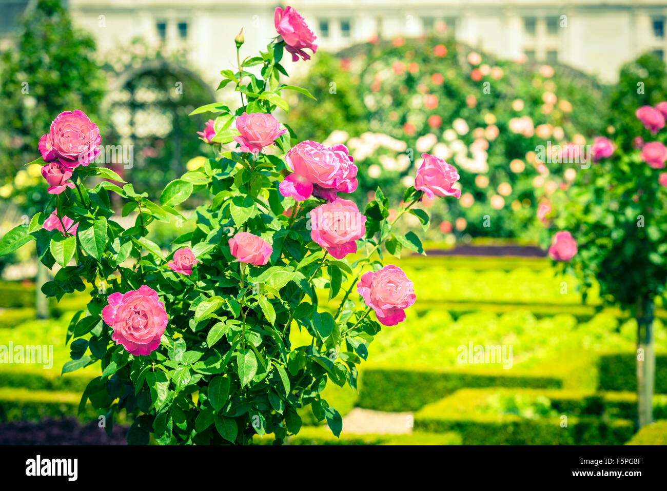 Bush of beautiful roses in a garden. Filtered shot Stock Photo - Alamy