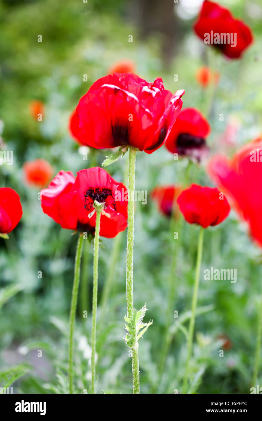 Poppies detail hi-res stock photography and images - Alamy