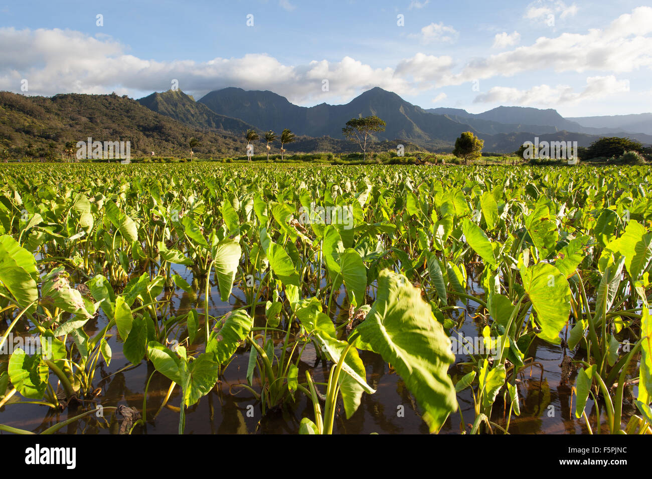 Hanalei pier hires stock photography and images Alamy