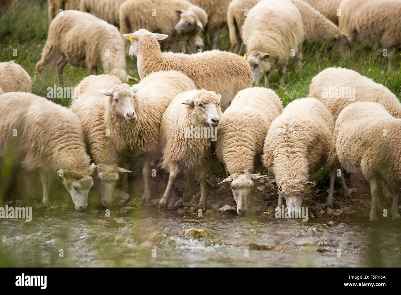 Livestock farm - herd of sheep Stock Photo