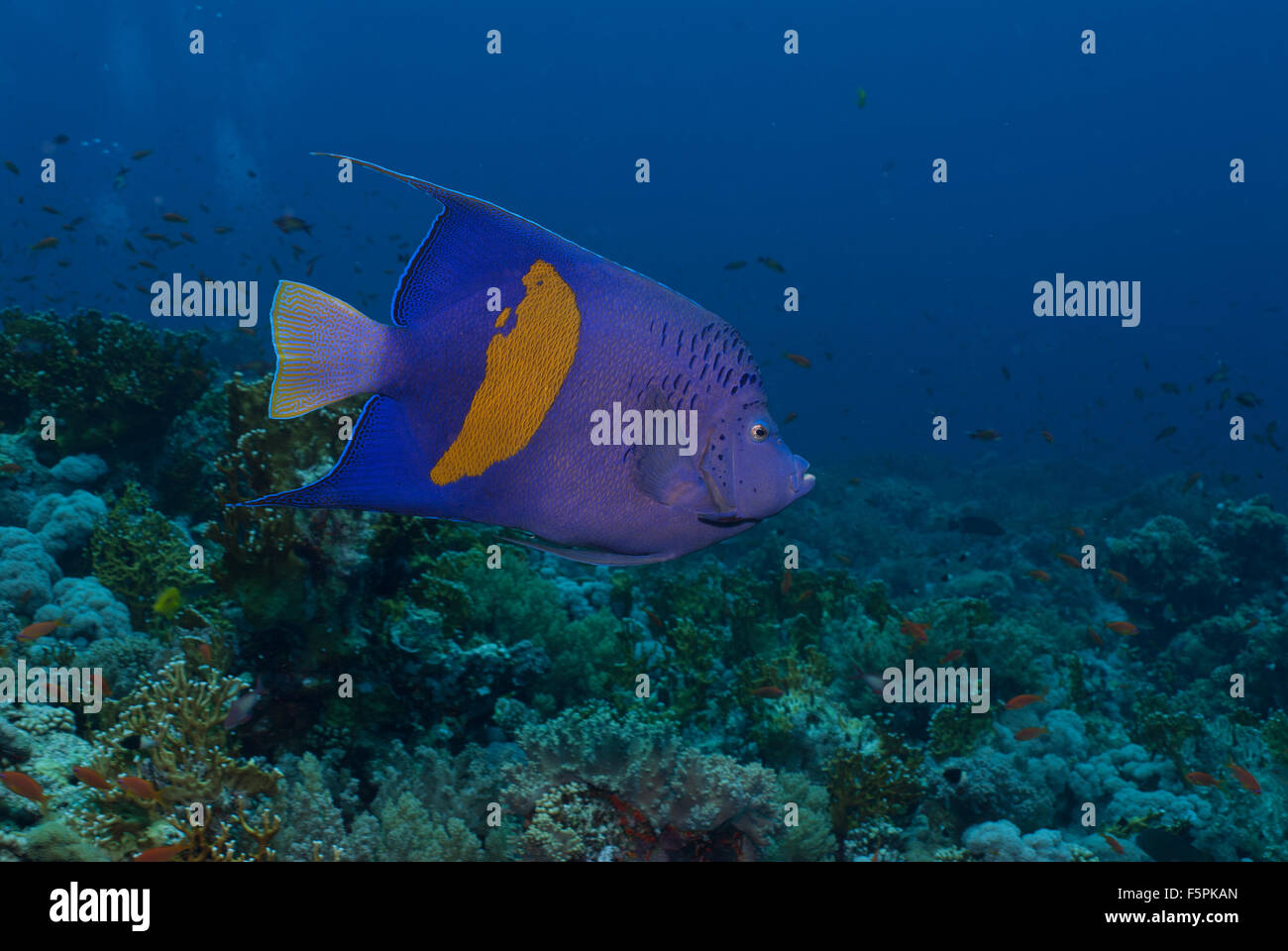 Yellowbar angelfish Pomacanthus maculosus, Pomacanthidae, Ras Mohamed, Red Sea, Sharm el-Sheikh, Egypt Stock Photo
