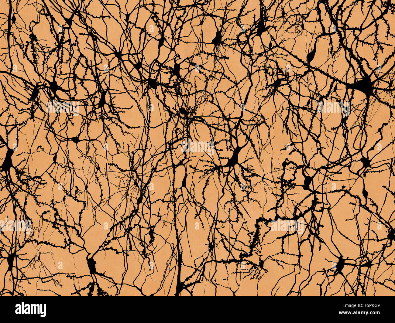 Nerve cells, computer illustration Stock Photo - Alamy