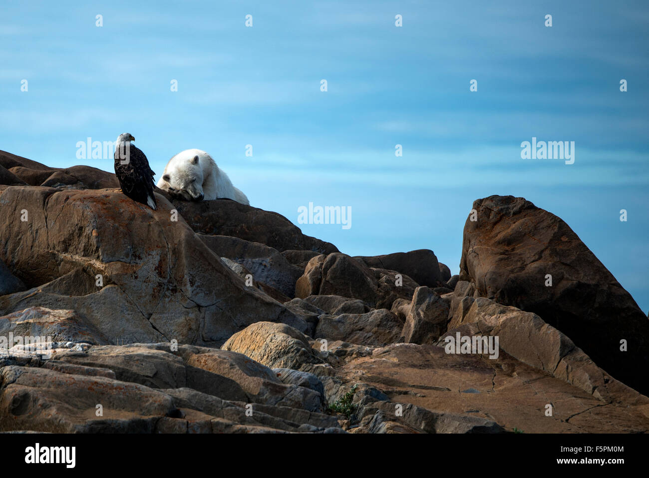 Polar Bear adult (Ursus maritimus) sleeping on rocks with Bald Eagle (Haliaeetus leucocephalus) Churchill, Manitoba, Canada Stock Photo