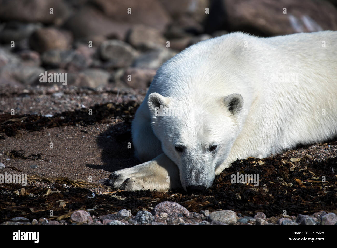 Polar Bear adult (Ursus maritimus) lying down on the beach Hudson Bay, Manitoba, Canada Stock Photo