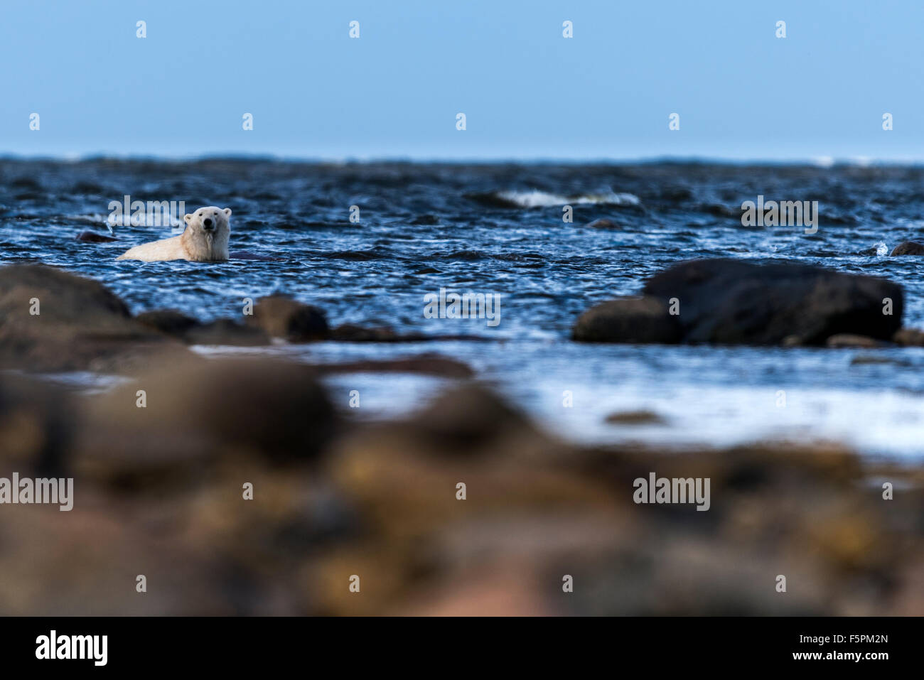 Polar Bear adult (Ursus maritimus) relaxing in sea water Churchill, Manitoba, Canada Stock Photo