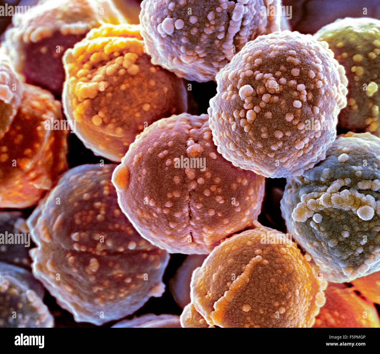 Staphylococcus bacteria, coloured scanning electron micrograph (SEM). Staphylococcus bacteria are an example of cocci (round Stock Photo