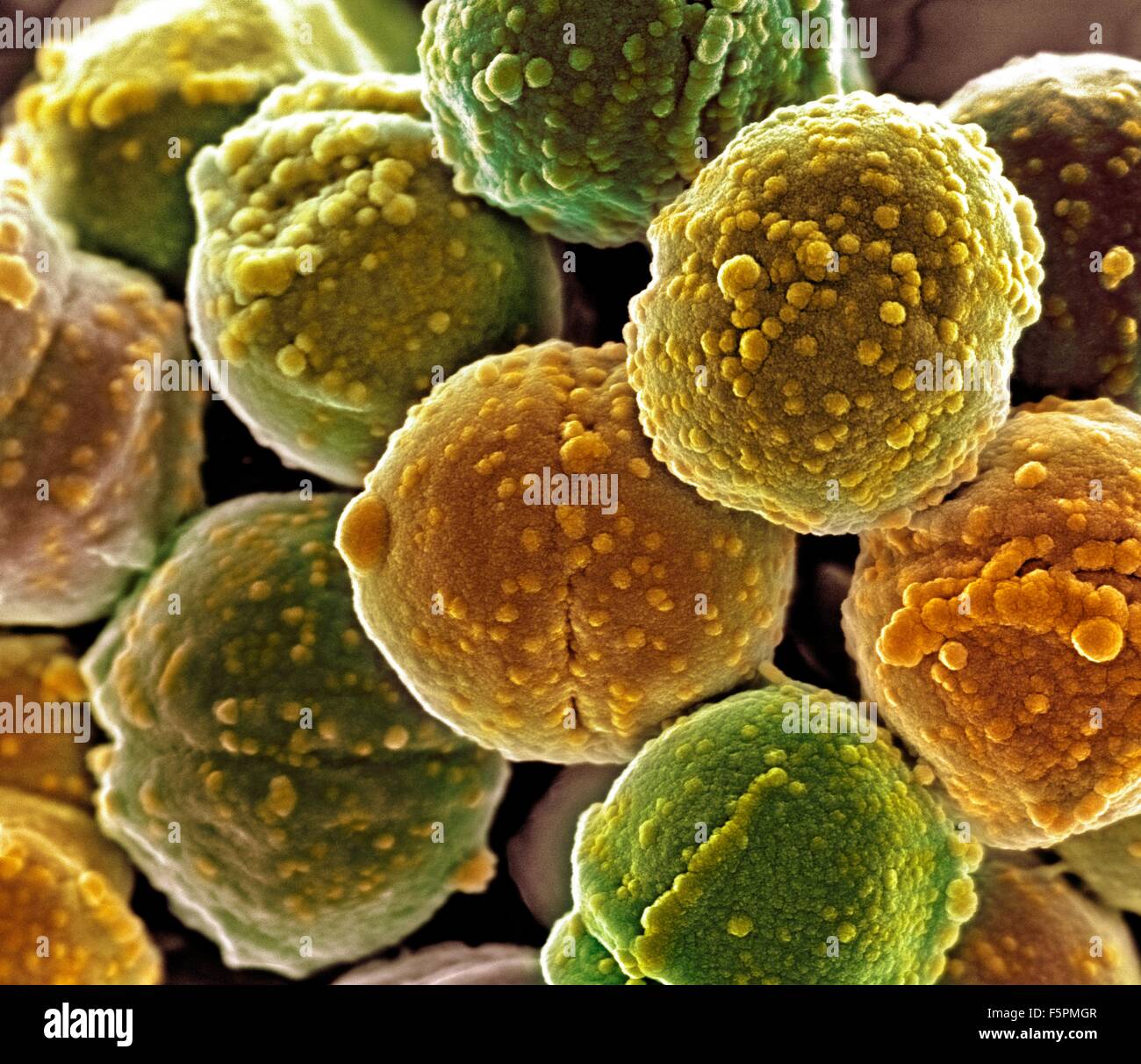Staphylococcus bacteria, coloured scanning electron micrograph (SEM). Staphylococcus bacteria are an example of cocci (round Stock Photo