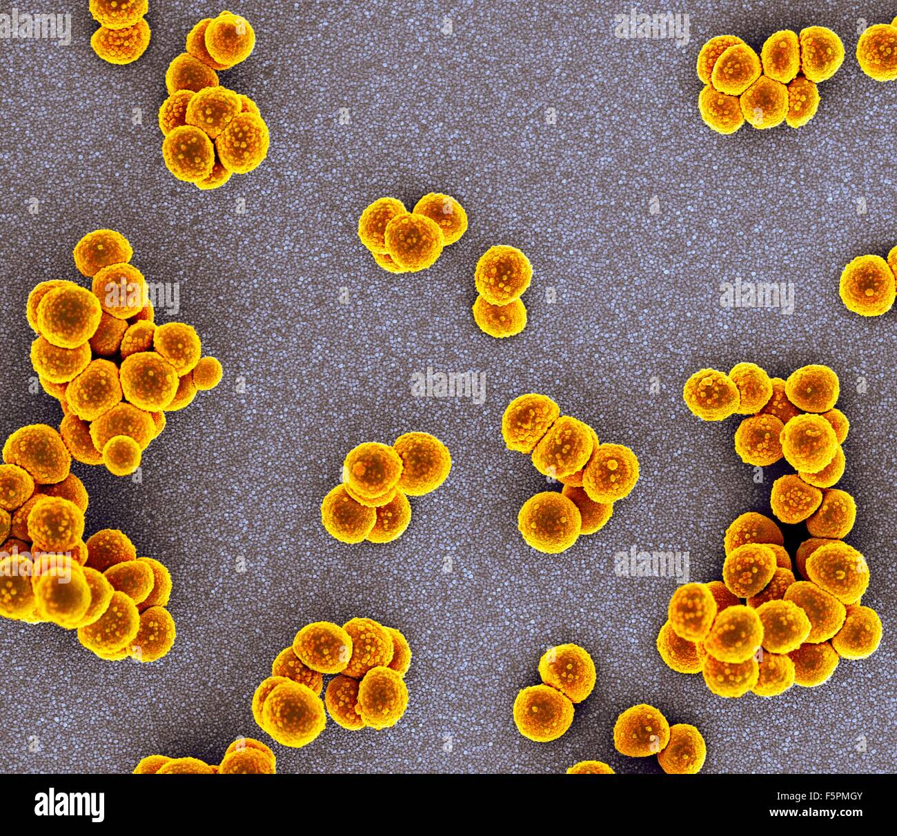 MRSA bacteria. Coloured scanning electron micrograph (SEM) of methicillin-resistant Staphylococcus aureus (MRSA) bacteria Stock Photo