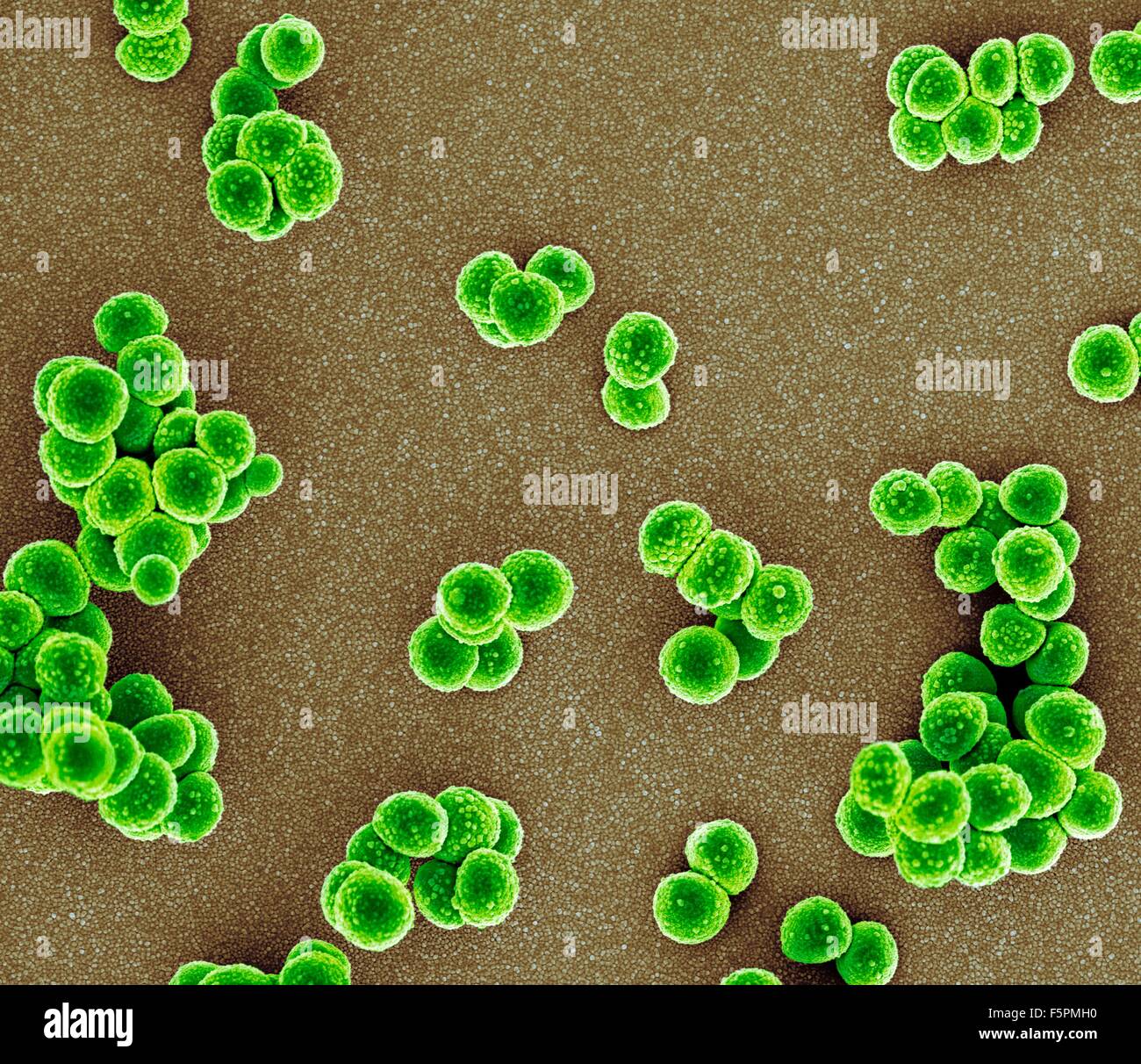 MRSA bacteria. Coloured scanning electron micrograph (SEM) of methicillin-resistant Staphylococcus aureus (MRSA) bacteria Stock Photo